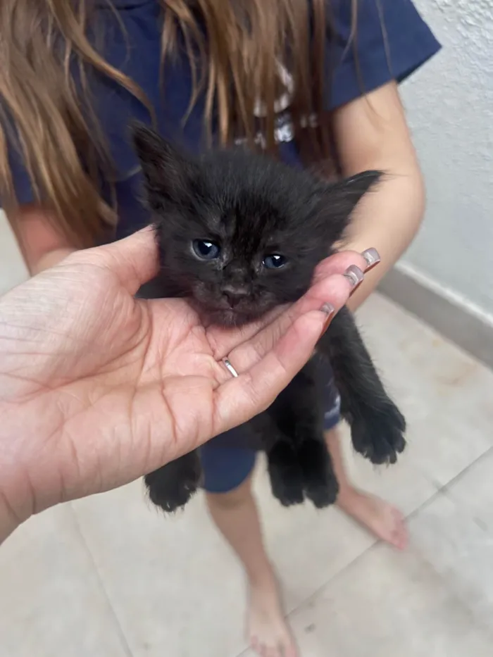 Gato ra a SRD-ViraLata idade Abaixo de 2 meses nome Ainda não tem nome 