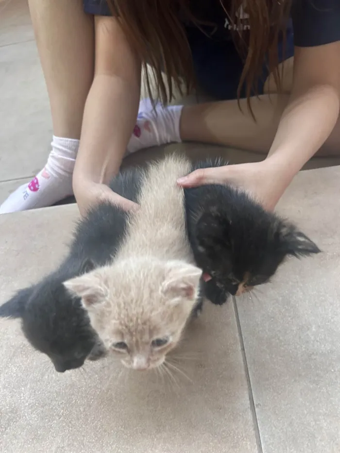 Gato ra a SRD-ViraLata idade Abaixo de 2 meses nome Ainda não tem nome 