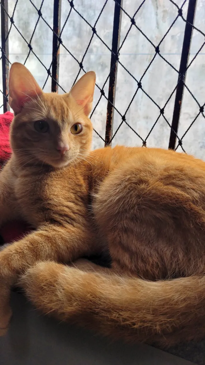 Gato ra a SRD-ViraLata idade 1 ano nome Garfield Gatão - Um grande amor pro coração