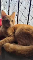 Garfield Gatão - Um grande amor pro coração