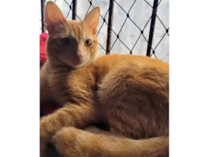 Gato raça SRD-ViraLata idade 1 ano nome Garfield Gatão - Um grande amor pro coração
