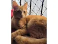Garfield Gatão - Um grande amor pro coração