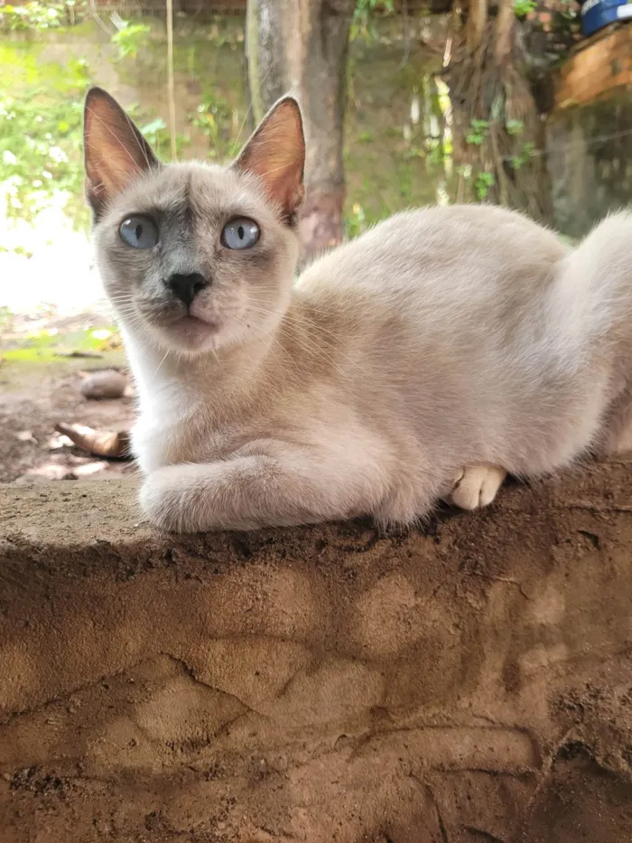 Gato ra a SRD-ViraLata idade 2 a 6 meses nome Nuvem