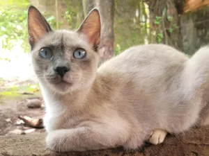 Gato raça SRD-ViraLata idade 2 a 6 meses nome Nuvem