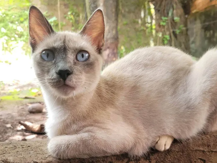Gato ra a SRD-ViraLata idade 2 a 6 meses nome Nuvem