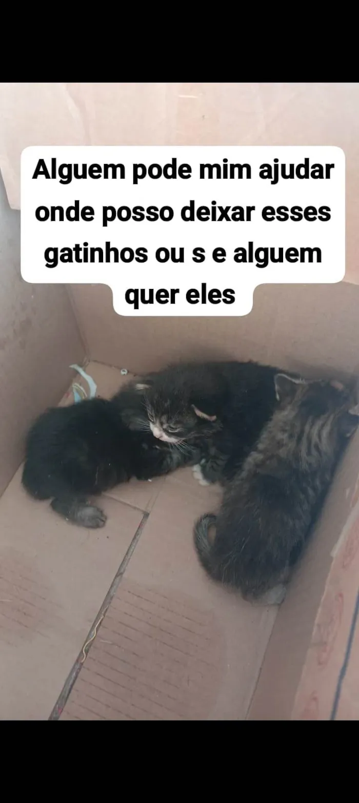 Gato ra a SRD-ViraLata idade Abaixo de 2 meses nome ANA CLARA ALVES FREITAS
