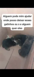 ANA CLARA ALVES FREITAS