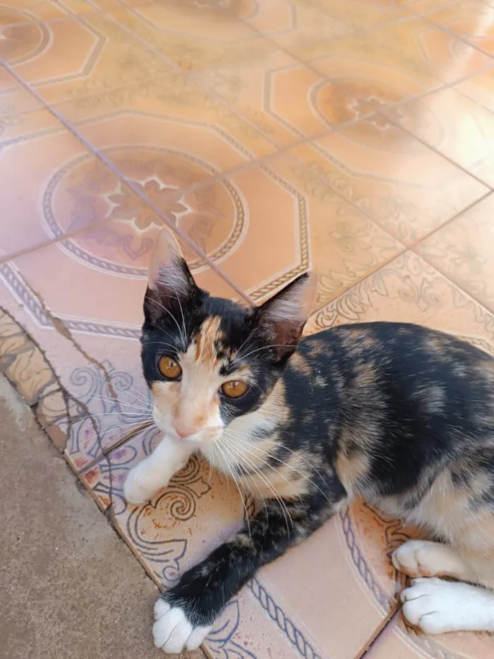 Gato ra a SRD-ViraLata idade 2 a 6 meses nome Alice 