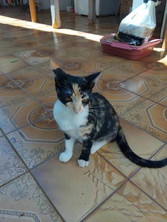 Gato ra a SRD-ViraLata idade 2 a 6 meses nome Alice 