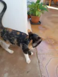 Gato ra a SRD-ViraLata idade 2 a 6 meses nome Alice 