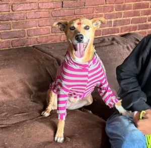 Cachorro raça SRD-ViraLata idade 3 anos nome Paçoca 