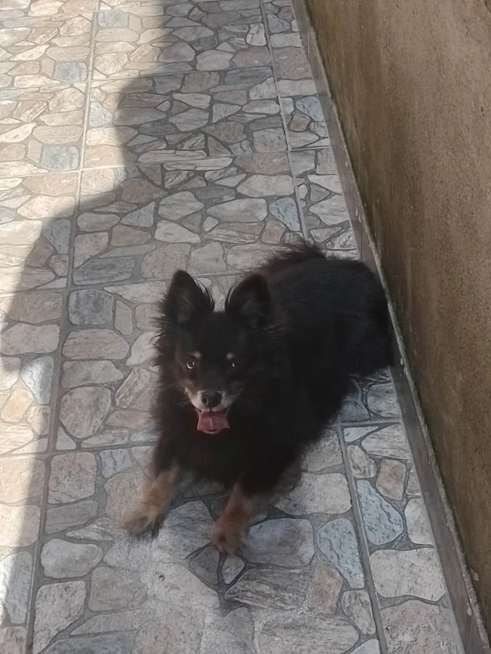 Cachorro ra a SRD-ViraLata idade 6 ou mais anos nome Peludinho