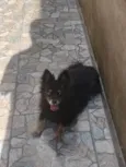 Peludinho