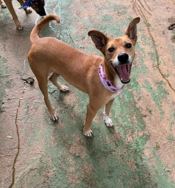 Cachorro ra a SRD-ViraLata idade 3 anos nome Paçoca 