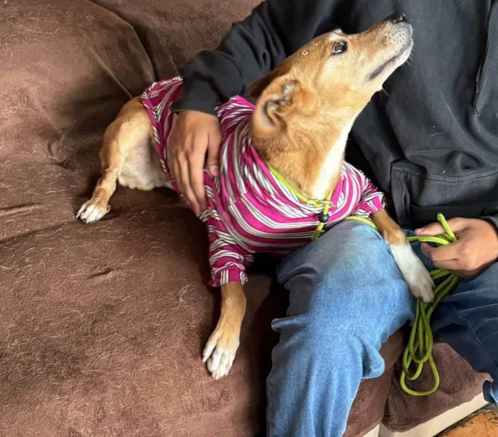 Cachorro ra a SRD-ViraLata idade 3 anos nome Paçoca 