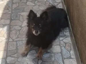 Cachorro raça SRD-ViraLata idade 6 ou mais anos nome Peludinho
