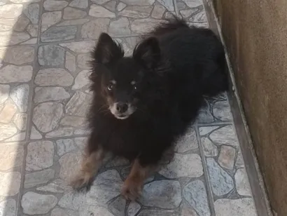 Cachorro raça SRD-ViraLata idade 6 ou mais anos nome Peludinho