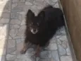 Peludinho