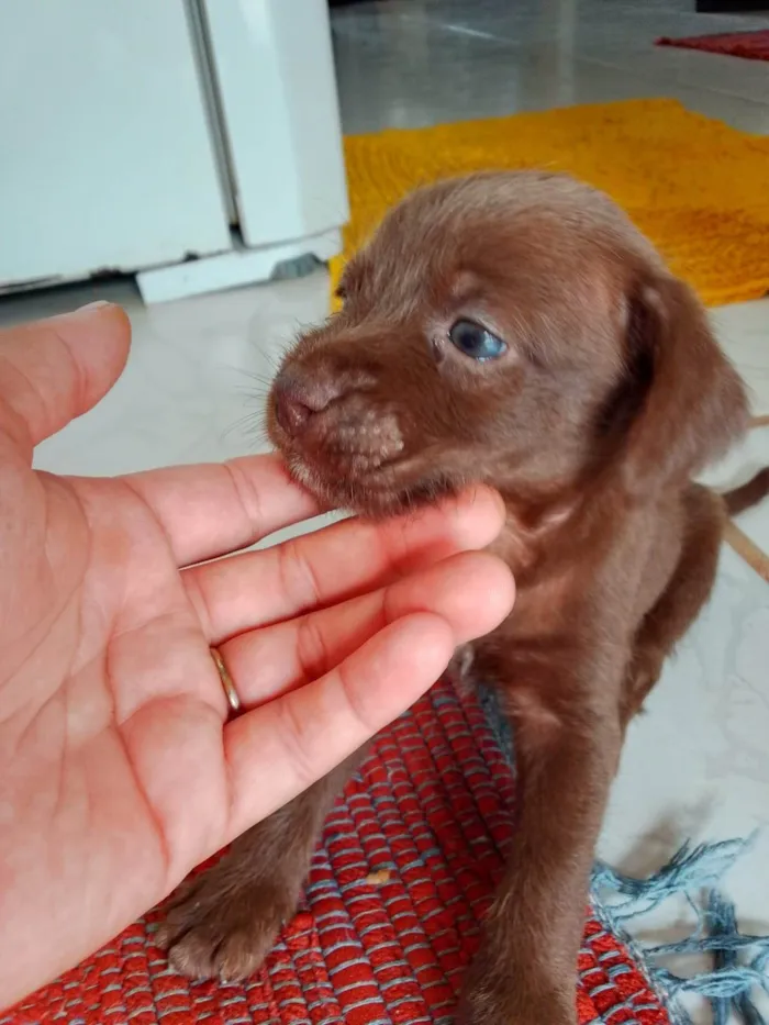 Cachorro ra a Lhasa Apso idade Abaixo de 2 meses nome Está a procura de um lar 