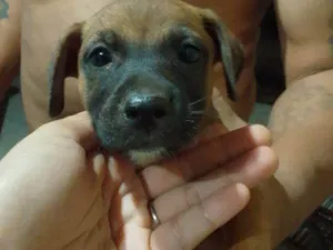 Cachorro raça Lhasa Apso idade Abaixo de 2 meses nome Está a procura de um lar 