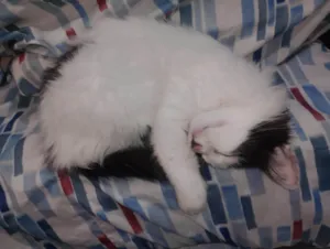 Gato raça SRD-ViraLata idade 2 a 6 meses nome Buchinho 
