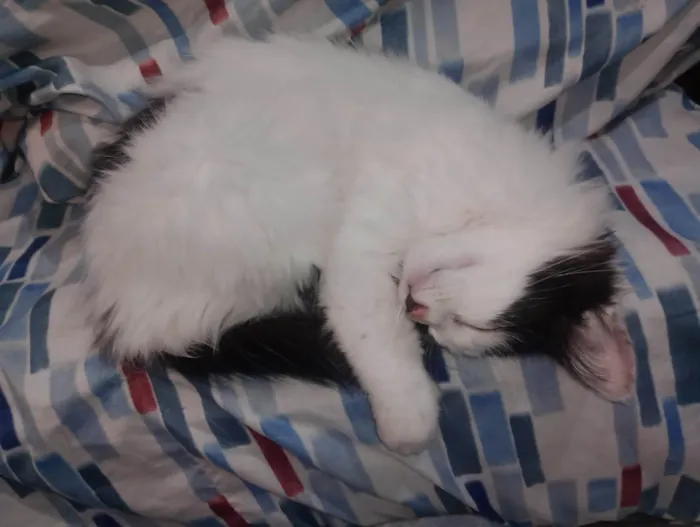 Gato ra a SRD-ViraLata idade 2 a 6 meses nome Buchinho 