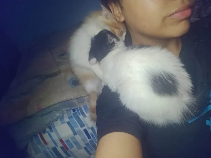 Gato ra a SRD-ViraLata idade 2 a 6 meses nome Buchinho 