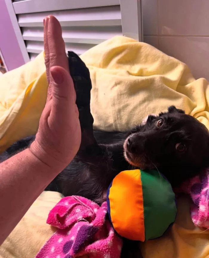 Cachorro ra a SRD-ViraLata idade 5 anos nome Vivaldi 