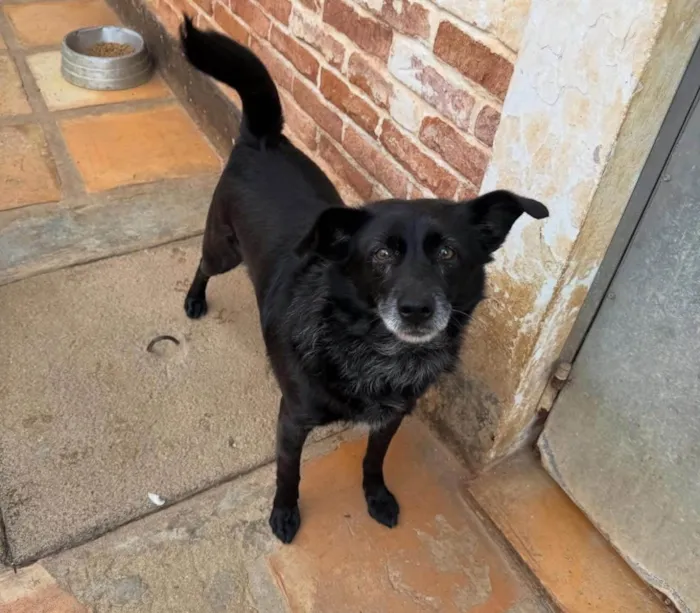 Cachorro ra a SRD-ViraLata idade 5 anos nome Vivaldi 