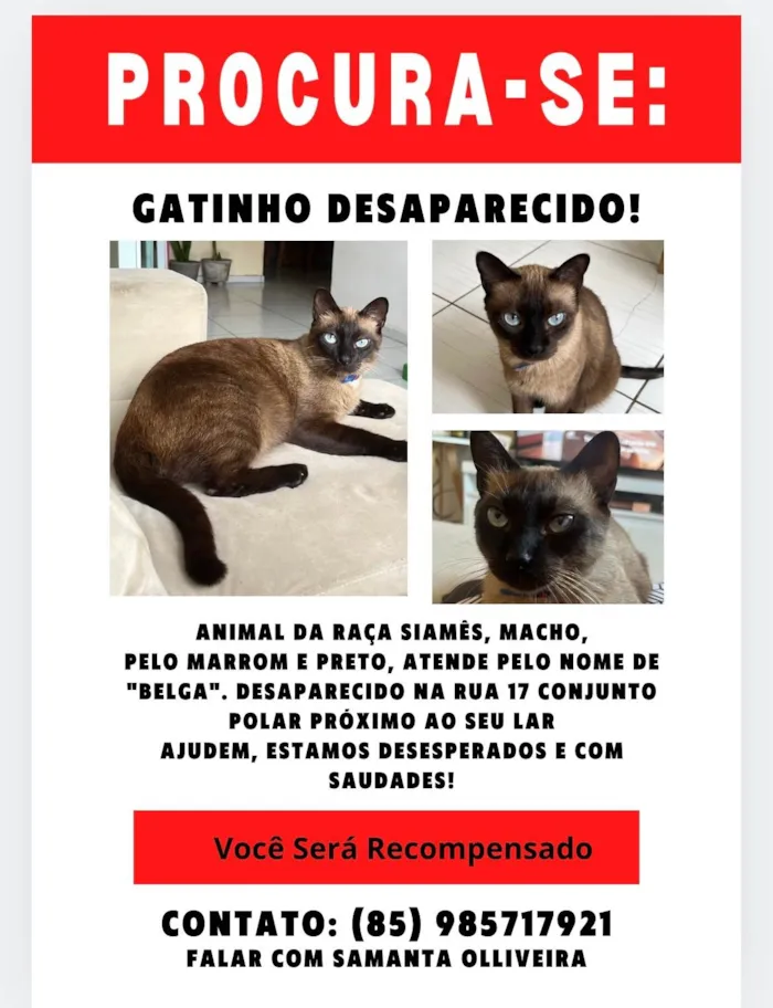 Gato ra a Siamês idade 5 anos nome Belga