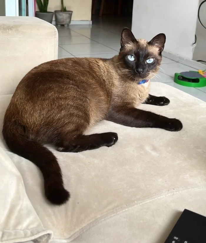 Gato ra a Siamês idade 5 anos nome Belga