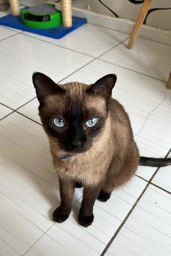 Gato ra a Siamês idade 5 anos nome Belga