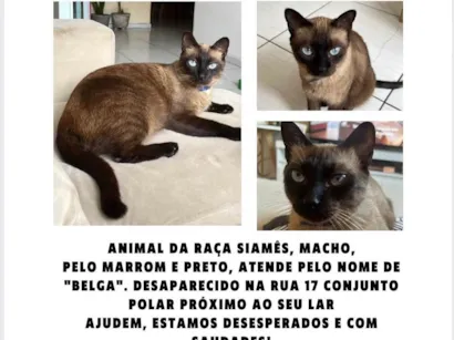 Gato raça Siamês idade 5 anos nome Belga