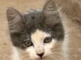 Tom