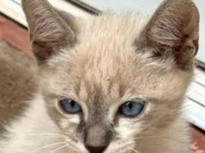 Gato ra a SRD-ViraLata idade 2 a 6 meses nome Fred 