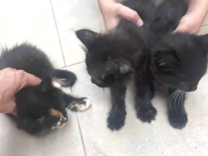 Gato raça SRD-ViraLata idade Abaixo de 2 meses nome Ainda não tem nome 