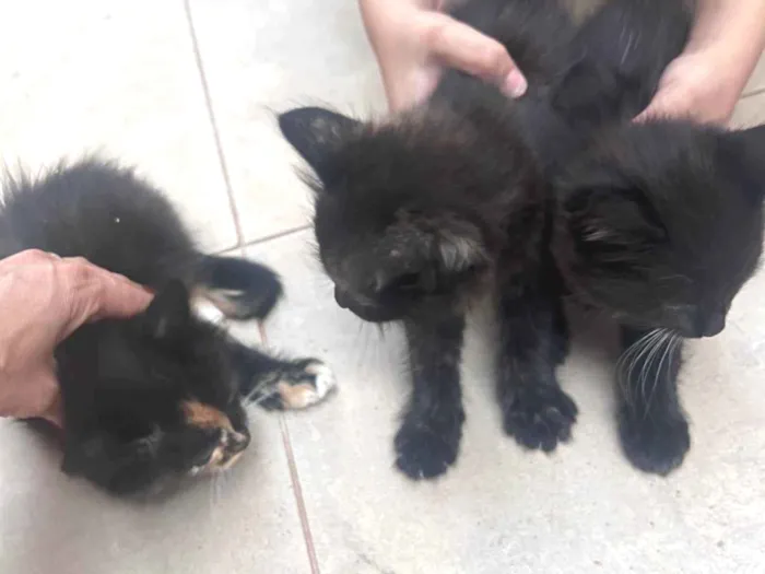 Gato ra a SRD-ViraLata idade Abaixo de 2 meses nome Ainda não tem nome 