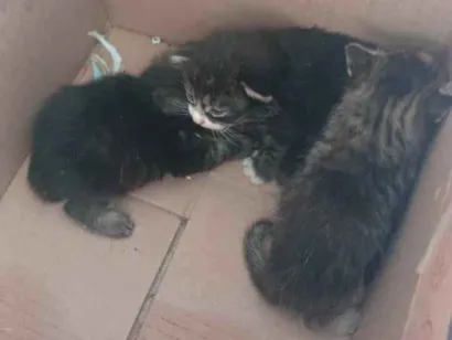 Gato raça SRD-ViraLata idade Abaixo de 2 meses nome ANA CLARA ALVES FREITAS