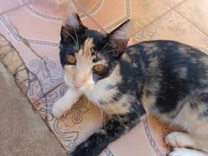 Gato raça SRD-ViraLata idade 2 a 6 meses nome Alice 