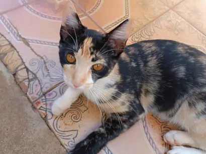 Gato raça SRD-ViraLata idade 2 a 6 meses nome Alice