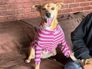 Cachorro raça SRD-ViraLata idade 3 anos nome Paçoca 