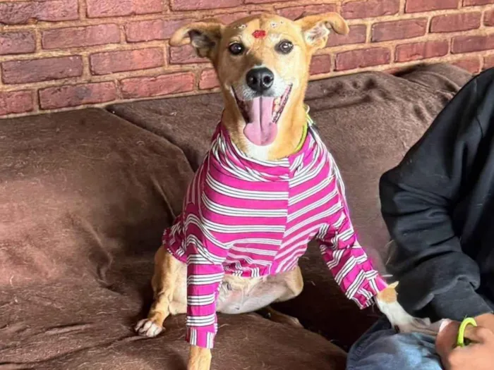 Cachorro ra a SRD-ViraLata idade 3 anos nome Paçoca 
