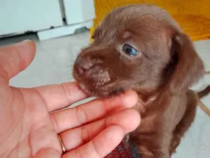 Cachorro raça Lhasa Apso idade Abaixo de 2 meses nome Está a procura de um lar 