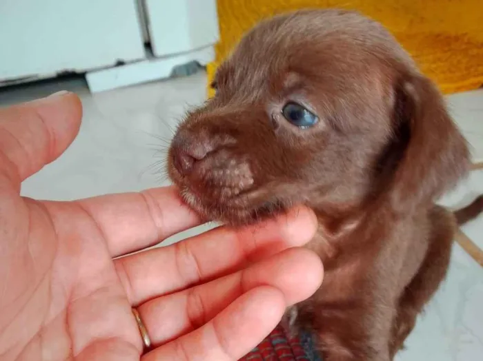 Cachorro ra a Lhasa Apso idade Abaixo de 2 meses nome Está a procura de um lar 