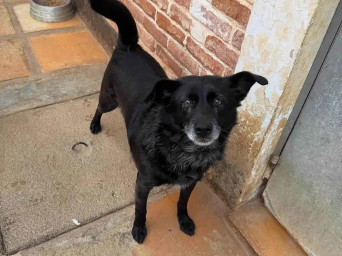 Cachorro ra a SRD-ViraLata idade 5 anos nome Vivaldi 