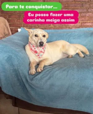 Cachorro raça SRD-ViraLata idade 3 anos nome Larissa 