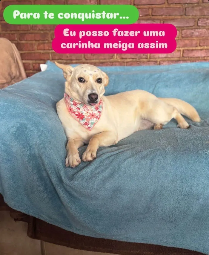 Cachorro ra a SRD-ViraLata idade 3 anos nome Larissa 