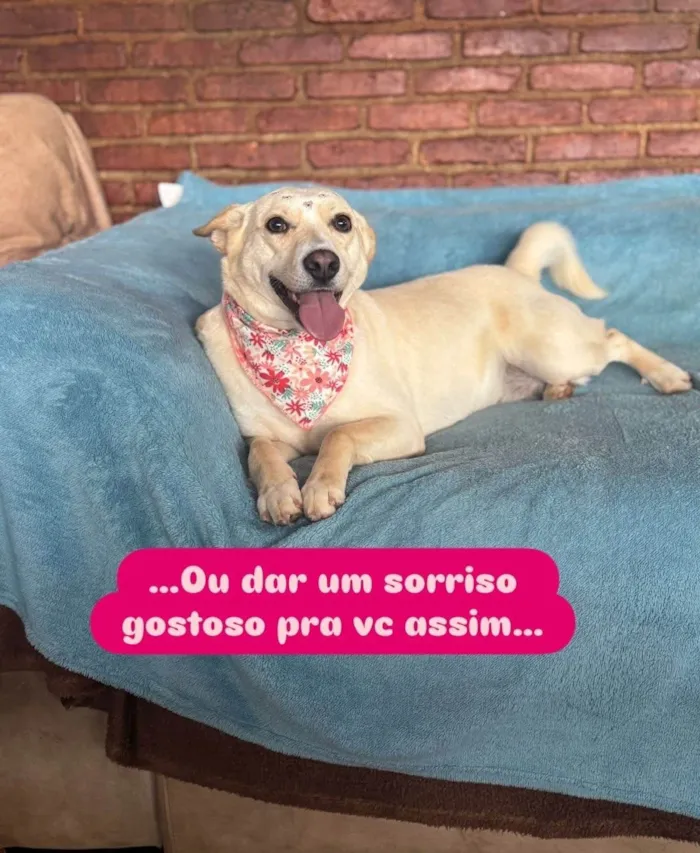 Cachorro ra a SRD-ViraLata idade 3 anos nome Larissa 