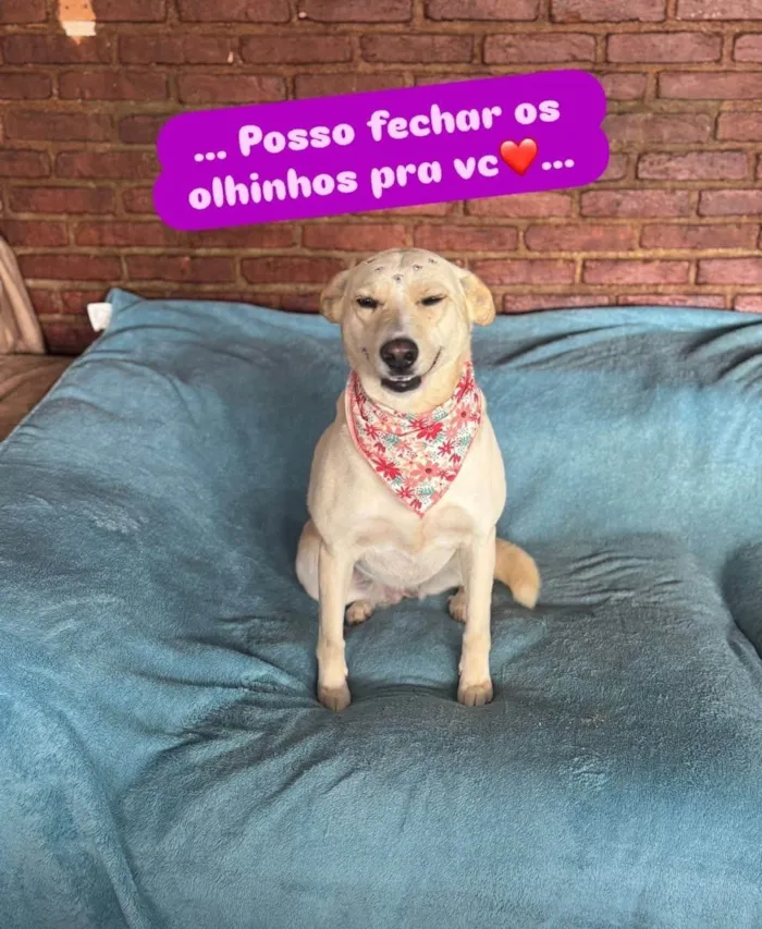 Cachorro ra a SRD-ViraLata idade 3 anos nome Larissa 