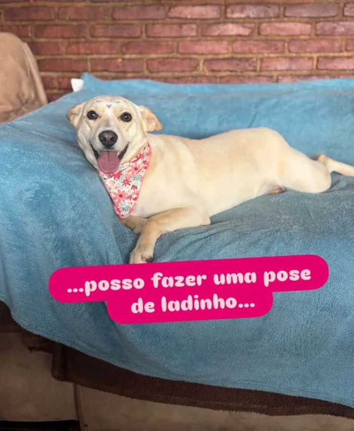 Cachorro ra a SRD-ViraLata idade 3 anos nome Larissa 